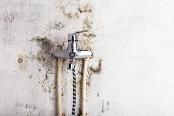 Best Black Mold Removal  in Rodney Village, DE