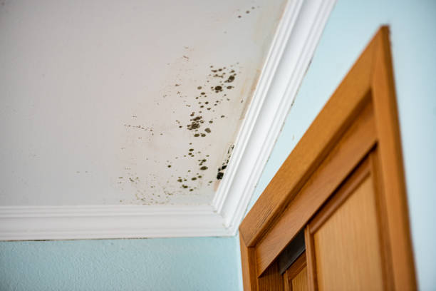 Best Crawl Space Mold Removal  in Rodney Village, DE