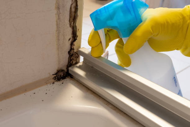 Best Certified Mold Removal  in Rodney Village, DE