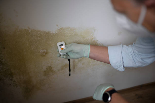 Mold Removal and Inspection in Rodney Village, DE