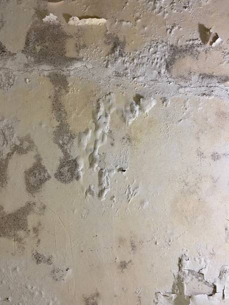 Best Mold Removal Company Near Me  in Rodney Village, DE