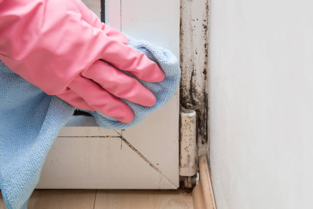 Best Mold Cleaning Services  in Rodney Village, DE
