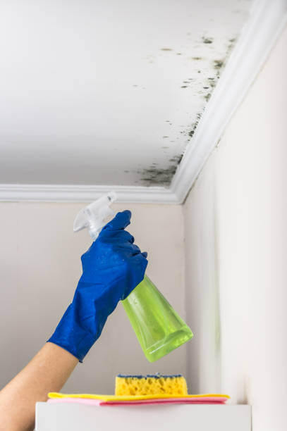 Best Commercial Mold Removal  in Rodney Village, DE